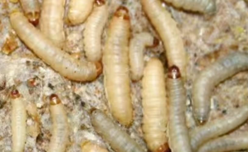 lebendfutter-wachsmottenraupen-500-ml-zuchtansatz-163064