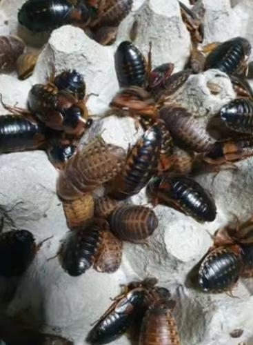 lebendfutter-argentinische-waldschabe-mittel-blaptica-dubia-dose-15-stuck-163065