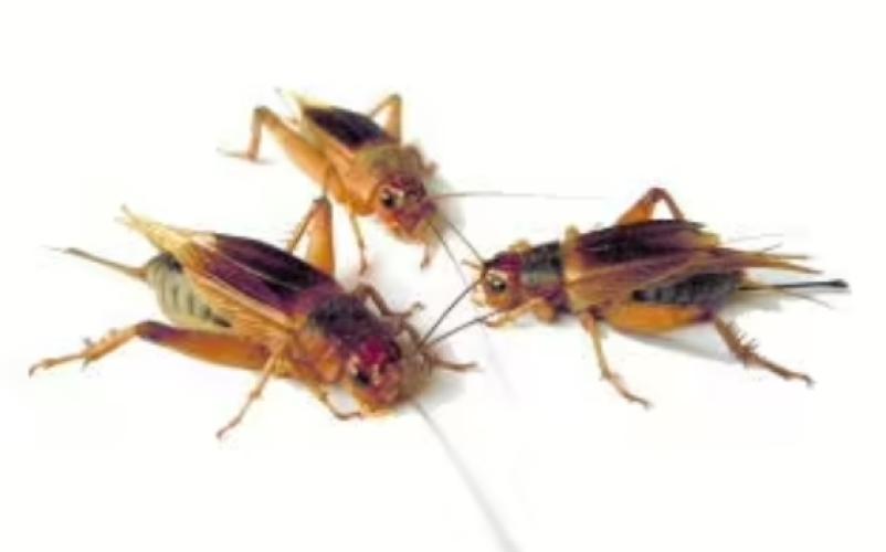 lebendfutter-steppengrillen-steppengrillen-klein-gryllus-assimilis-1000-stuck-163095