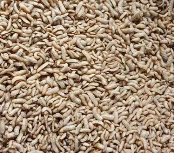 soldatenfliegenlarven-gross-hermetia-illucens-ca-130-stk-dose-163096