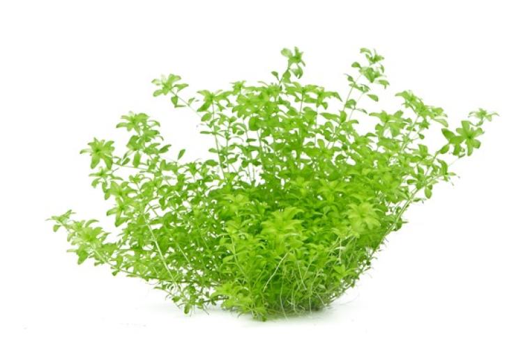 pflanzen-mittgrhemianthus-glomeratus-grt05-pg-4-7388