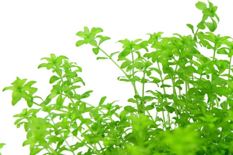 Pflanzen: Mitt.Gr.Hemianthus glomeratus, Gr.T/05, PG: 4