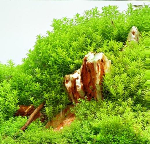 Pflanzen: Mitt.Gr.Hemianthus glomeratus, Gr.T/05, PG: 4