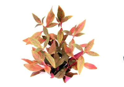 Alternanthera reineckii 'Red Ruby' Aquariumpflanze