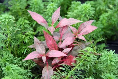 Alternanthera reineckii 'Red' Aquariumpflanze für Aquarien