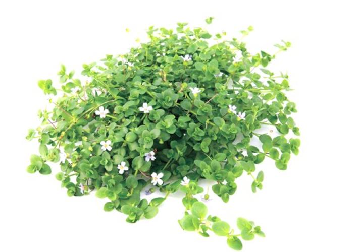 pflanzen-hintgrbacopa-australis-grt05-pg-3-7461