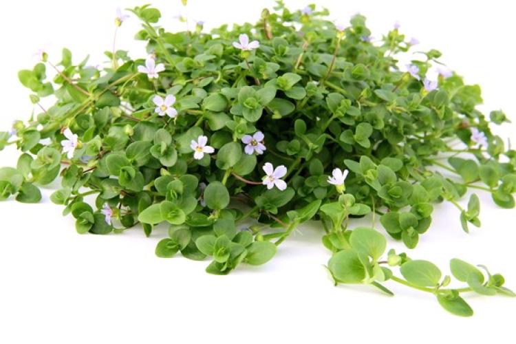 Pflanzen: Hint.Gr.Bacopa australis, Gr.T/05, PG: 3