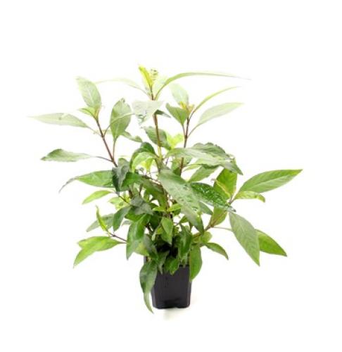 pflanzen-hintgrhygrophila-corymbosa-stricta-grt15-pg-3-7377