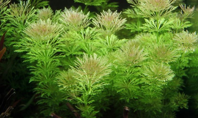 Pflanzen Hint.Gr.Limnophila sessiliflora, Gr.T/12, PG: 3