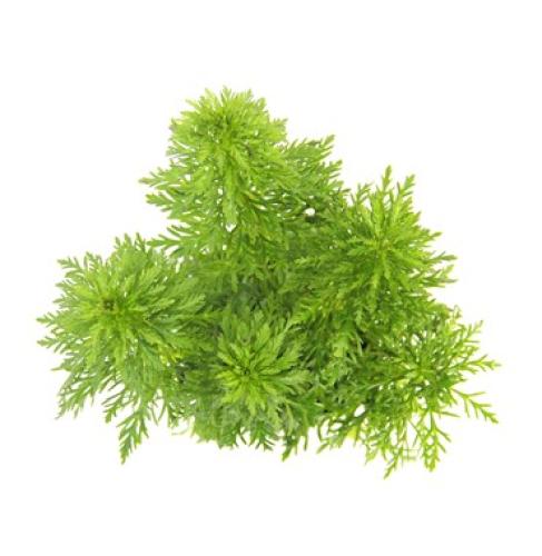 Pflanzen Hint.Gr.Limnophila sessiliflora, Gr.T/12, PG: 3