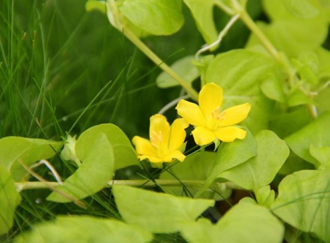 Dennerle Plants Hint.Gr.Lysimachia nummularia aurea, Gr.T/10, PG: 2