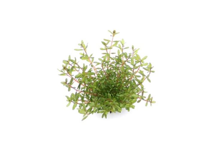 pflanzen-hintgrrotala-rotundifolia-laos-grt10-pg-4-7313