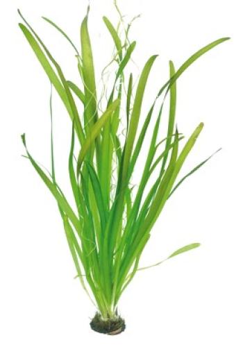 pflanzen-hintgrvallisneria-australis-gigantea-grt30-pg-5-7294