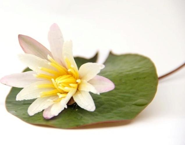 Pflanzen: Knolle Mitt.Gr.Nymphaea lotus Rot, St., PG: 2