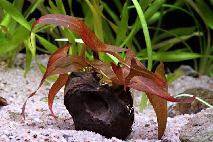 pflanzen-knolle-mittgrnymphaea-lotus-rot-st-pg-2-7330