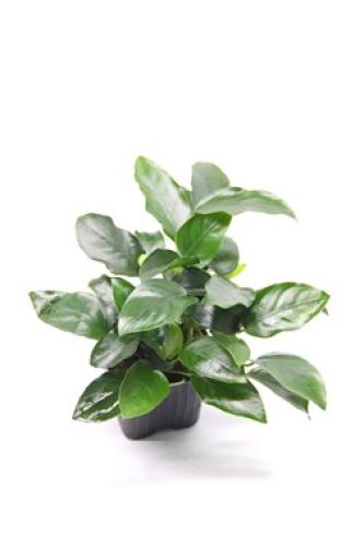 pflanzen-schau-pfl-xl-anubias-barteri-var-nana-bigfoot-gr-t7x7-pg9-146219