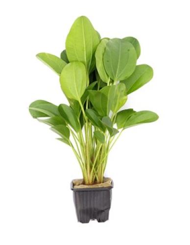 pflanzen-echinodorus-dschungelstar-nr2-klbar-grt7x7-pg-8-xl-7420