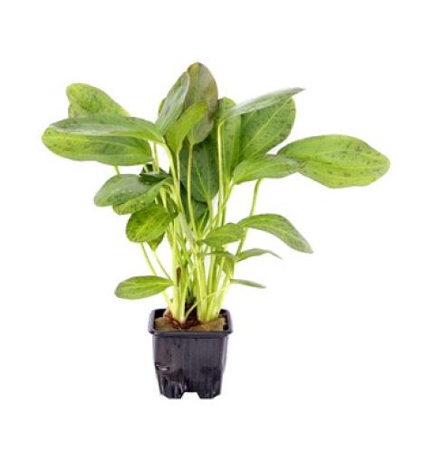 pflanzen-echinodorus-ozelot-grt7x7-pg-8-xl-7409