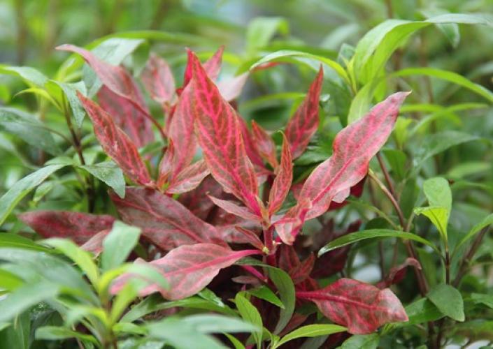 Pflanzen: Alternanthera reineckii Red Ruby, Gr.T/8x8, PG: 9 XXL
