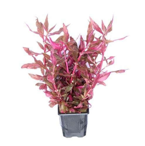 pflanzen-alternanthera-reineckii-red-ruby-grt8x8-pg-9-xxl-7505