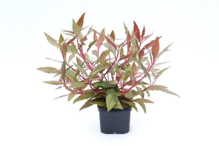 pflanzen-alternanthera-reineckii-rot-grt8x8-pg-9-xxl-7506