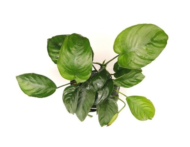 pflanzen-anubias-barteri-grt8x8-pg-12-xxl-7478