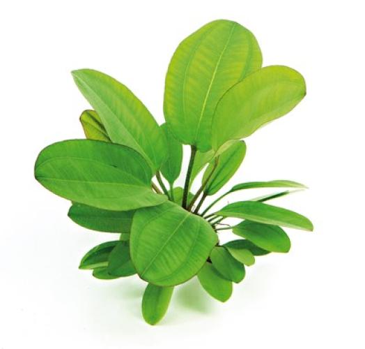 pflanzen-echinodorus-dschungelstar-nr2-klbar-grt8x8-pg-12-xxl-7419
