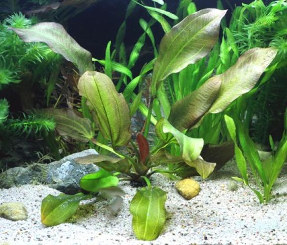 Pflanzen: Echinodorus Dschungelstar Nr.2 Kl.Bär, Gr.T8x8, PG: 12 XXL