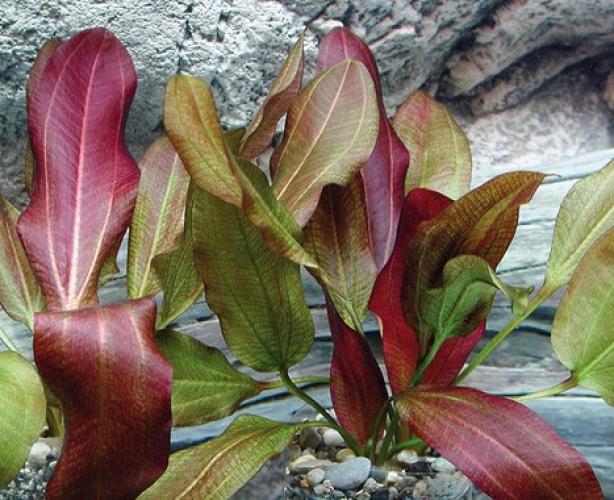 Pflanzen: Echinodorus Dschungelstar Nr.2 Kl.Bär, Gr.T8x8, PG: 12 XXL