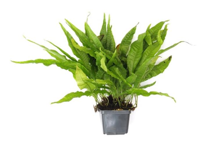 pflanzen-microsorum-pteropus-grt8x8-pg-13-xxl-7334