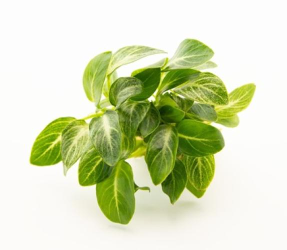 pflanzen-anubias-barterie-var-nana-stardust-146220