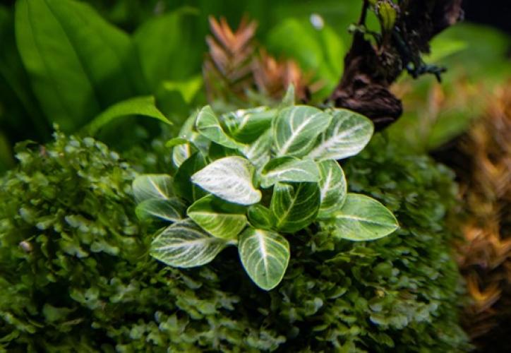 Pflanzen: Anubias barterie var nana Stardust