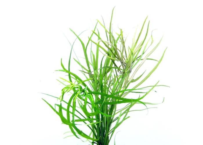 pflanzen-hintgr-pogostemon-quadrifolius-pg-3-94912