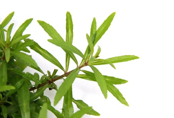 Pflanzen: Hint.Gr. Pogostemon quadrifolius, PG: 3