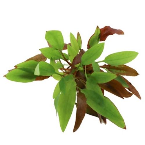 pflanzen-mitt-gr-cryptocoryne-affinis-dark-orange-pg-4-94914