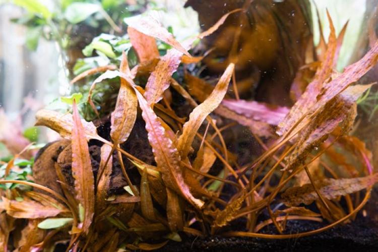 Pflanzen: Mitt. Gr. Cryptocoryne affinis, Dark Orange, PG: 4