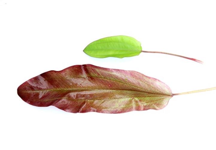 Pflanzen: Mitt. Gr. Echinodorus Green Chamäleon, Gr.T/10, PG: 4