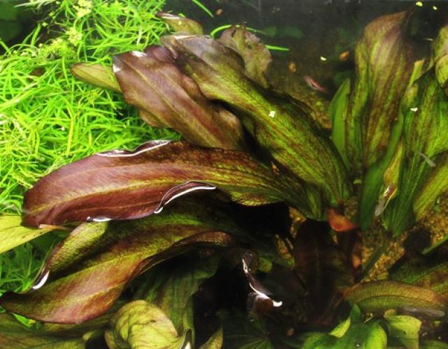 Pflanzen: Mitt. Gr. Echinodorus Green Chamäleon, Gr.T/10, PG: 4