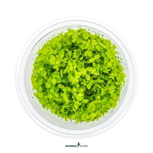 pflanzen-vordgrmicranthemum-tweediei-grt01-pg-4-7344