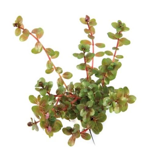 pflanzen-hintgrrotala-rotundifolia-gr-pg-3-7314