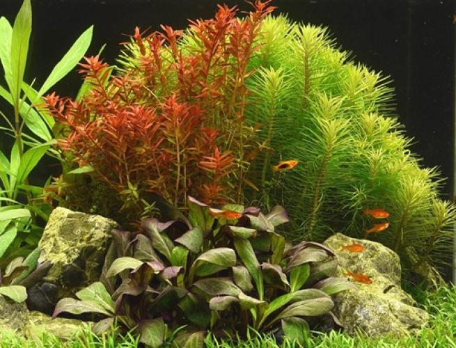 Pflanzen: Hint.Gr.Rotala rotundifolia, Gr., PG: 3