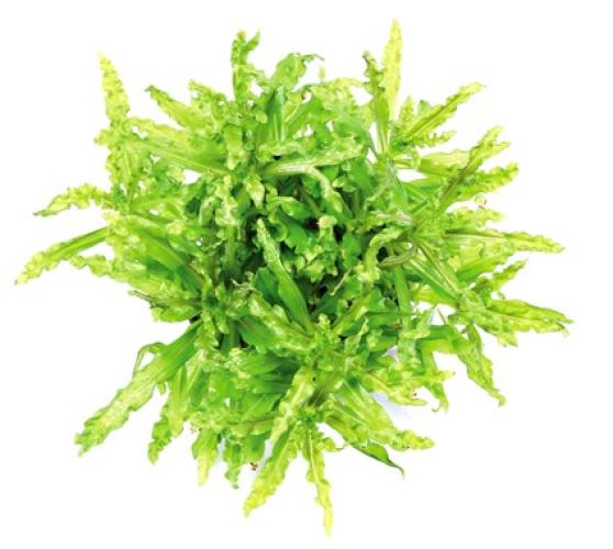 pflanzen-vord-gr-pogostemon-helferi-grt05-pg-4-7322