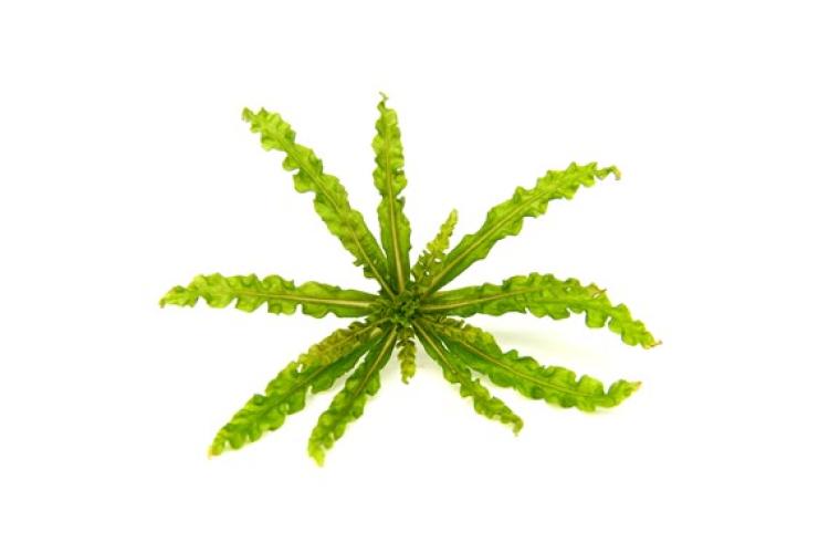 Pflanzen: Vord. Gr. Pogostemon helferi, Gr.T/05, PG: 4