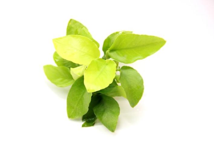 pflanzen-vordgranubias-nana-gold-grt06-pg-6-7469