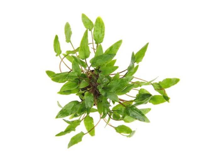 pflanzen-vord-gr-cryptocoryne-wendtii-green-grt08-pg-4-7432
