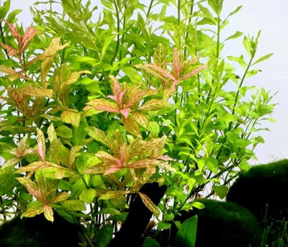 Pflanzen: Hint.Gr.Hygrophila polysperma Sunset, Gr.T/15, PG: 3