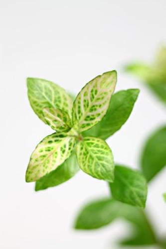 Pflanzen: Hint.Gr.Hygrophila polysperma Sunset, Gr.T/15, PG: 3