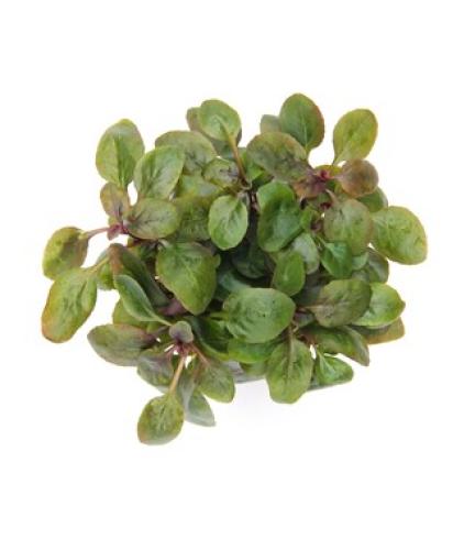 pflanzen-vord-gr-lobelia-cardinalis-mini-grt05-pg-3-7354