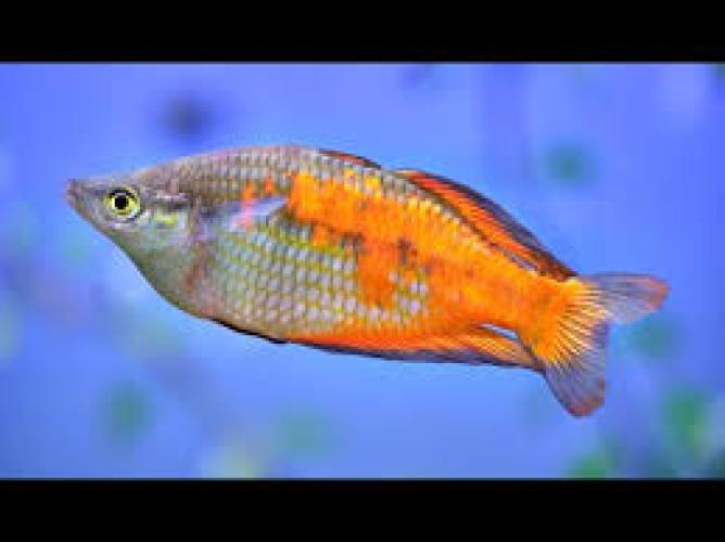 parkinsons-regenbogenfisch-dnz-4-5cm-melanotaenia-parkinsoni-133682