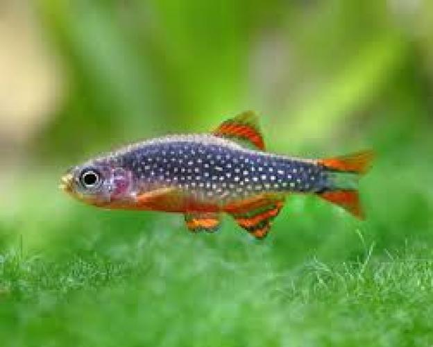 perlhuhnbarbling-dnz2-3cm-celestichthys-margaritatus-danio-margaritatus-5874